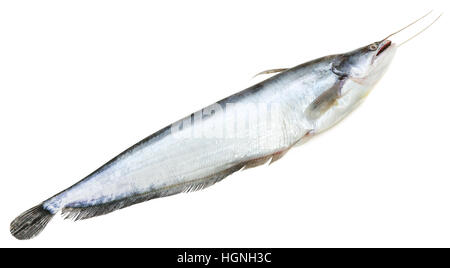 South Asian Boal Fisch auf weißem Hintergrund Stockfoto