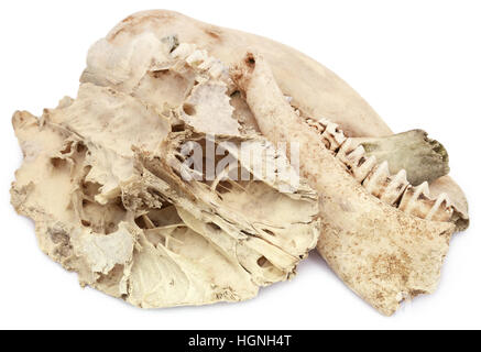 Kuh-Knochen auf weißem Hintergrund Stockfoto