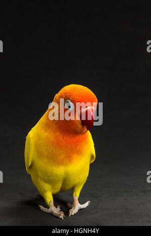 Doppelte gelbe Lovebird, Vogel im schwarzen Hintergrund Stockfoto