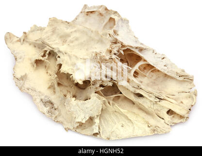 Kuh-Knochen auf weißem Hintergrund Stockfoto
