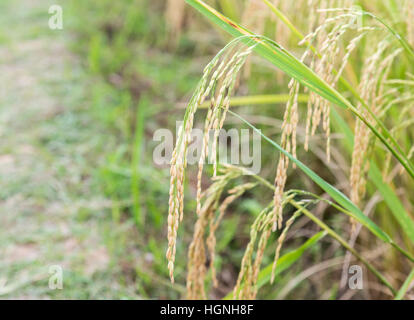 RIP golden Spike von der Bio-Bauernhof auf dem Land in Thailand. (Wählen Sie Schwerpunkt) Stockfoto