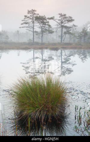 Rush (Juncus Stygius) im Teich im Moor des Naturschutzgebietes Knuthöjdsmossen im Herbst, Västmanland, Örebro Län, Schweden von Moor Stockfoto