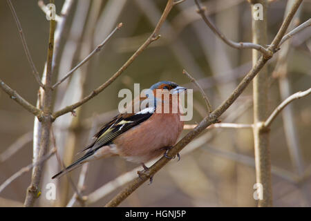 Gemeinsamen Buchfinken (Fringilla Coelebs) männlichen thront auf Zweig im Baum im Frühling Stockfoto