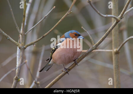 Gemeinsamen Buchfinken (Fringilla Coelebs) männlichen thront auf Zweig im Baum im Frühling Stockfoto