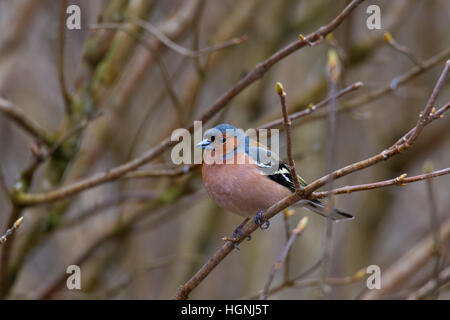 Gemeinsamen Buchfinken (Fringilla Coelebs) männlichen thront auf Zweig im Baum im Frühling Stockfoto