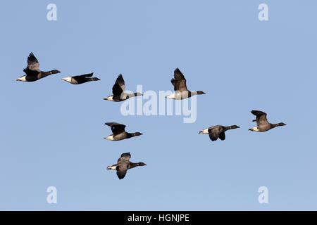 Ringelgans Branta Bernicla, Gruppe der Vögel im Flug, Niederlande, Januar 2017 Stockfoto