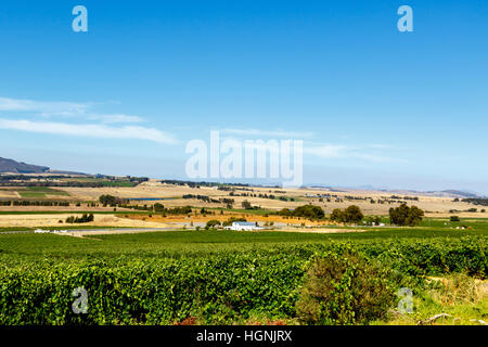 Zitrus-Bereich mit Blick auf die Berge im Hintergrund. Stockfoto