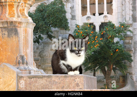 Hauskatze, Smoking, schwarz und weiß, liegend vor einer alten Kirche, Soller, Mallorca, Balearen, Mallorca Stockfoto