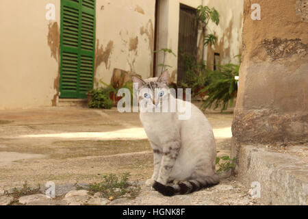 Hauskatze, Tabby Point, Siam-Mix, sitzen auf Steinpflaster in einem mediterranen Dorf Bunyola, Mallorca, Balearen Stockfoto