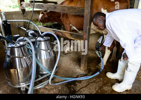 KENIA, Grafschaft Kakamega, Bukura, ATDC Agricultural Technology Development Center, Milchviehbetrieb, Melken mit der Maschine / Milchviehhaltung, Melken Mit Melkmaschine Stockfoto