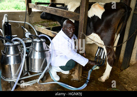 KENIA, Grafschaft Kakamega, Bukura, ATDC Agricultural Technology Development Center, Milchviehbetrieb, Melken mit der Maschine / Milchviehhaltung, Melken Mit Melkmaschine Stockfoto