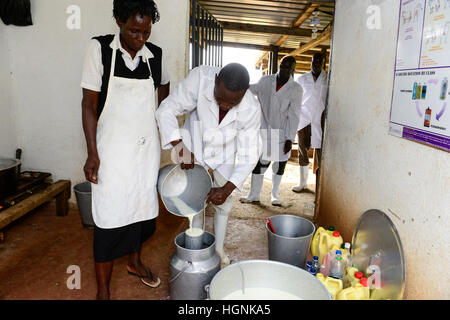 KENIA, Grafschaft Kakamega, Bukura, ATDC Agricultural Technology Development Center, Milchviehbetrieb, Melken / Milchviehhaltung, Melken Stockfoto