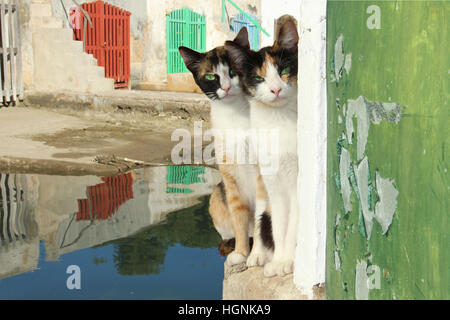 Zwei junge Hauskatzen, Hauskatze, Kattun, Tricolor, Torbie, sitzt auf einer Mauer am Hafen vor bunten Bootshaus Stockfoto