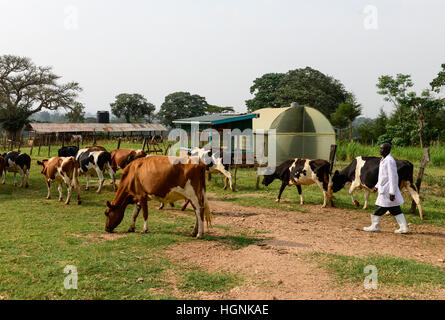 KENIA, Grafschaft Kakamega, Bukura, ATDC Agricultural Technology Development Center, Milch Kuh auf dem Bauernhof, Weide / Milchvieh, Weidehaltung Stockfoto