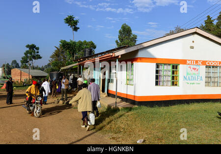 Kenia, Grafschaft Bungoma, Dorf Tongaren, NADAFA Naitiri Dairy Farmers Koop-Gesellschaft Ltd., Landwirt Versorgung Mfresh Milch am Morgen / KENIA, NADAFA Molkerei, Landwirt Liefern Milch ein Stockfoto