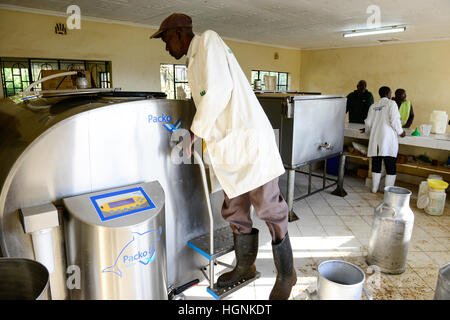 Kenia, Grafschaft Bungoma, Dorf Tongaren, NADAFA Naitiri Dairy Farmers Koop-Gesellschaft Ltd., Molkerei / KENIA, NADAFA Molkerei Stockfoto