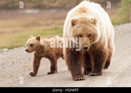 Brauner Bär Mutter mit jungen hinunter die Straße im Denali National Park, Alaska, USA Stockfoto