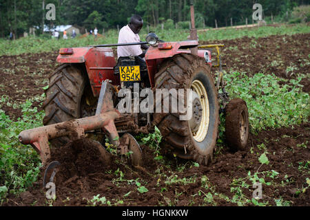 Kenia, Grafschaft Kakamega, Dorf Shitaho, Landwirt bis zum Boden mit Massey Ferguson Traktor / KENIA, Bauern Pfluegen Feld Mit Traktor Stockfoto