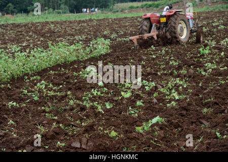 Kenia, Grafschaft Kakamega, Dorf Shitaho, Landwirt bis zum Boden mit Massey Ferguson Traktor / KENIA, Bauern Pfluegen Feld Mit Traktor Stockfoto