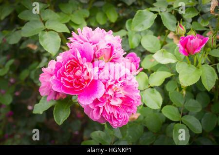 Rose Princess Anne Blüte im September Stockfoto