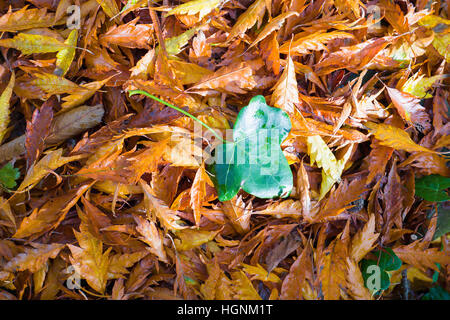 Ein Efeublatt auf einem Teppich aus Buche Blätter im Herbst Stockfoto