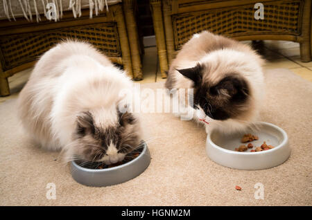 Zwei Ragdollkatzen füttern nebeneinander im Innenbereich Stockfoto