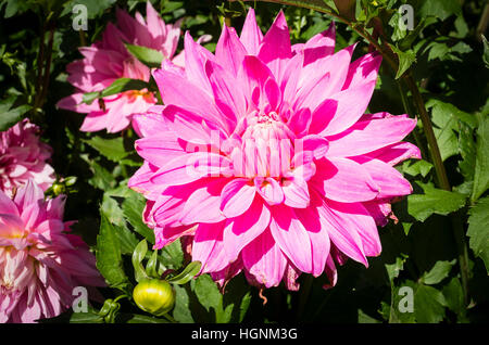 Dahlia Garten Wunder blühen im September im Vereinigten Königreich Stockfoto