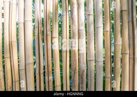 Tropischen Licht braun Bambus Stiel vom Menschen geschaffenen Zaun Ringmauer. Stockfoto