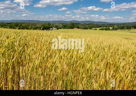 Antietam Bürgerkrieg Schlachtfeld, Maryland.  Kultivierte Weizenfelder decken heute das Schlachtfeld. Stockfoto