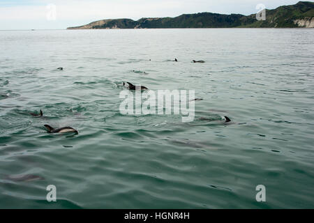 Dusky Dolphin Pod Schwimmen im Pazifischen Ozean in der Nähe von Kaikoura in Neuseeland. Stockfoto