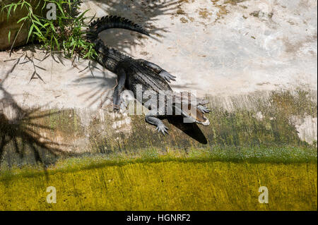 Ein Krokodil sonnt sich auf dem Land im Schatten der Palmen Loch öffnen. Krokodil-Farm in Thailand auf der Insel Phuket Stockfoto