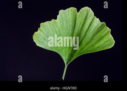 GINKGO BILOBA Stockfoto