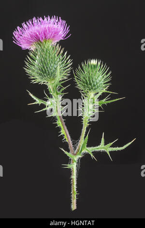 MILK THISTLE Stockfoto