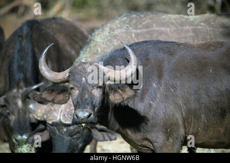 Von Buffalo Essen gehört Stockfoto