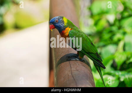 Profil von Regenbogen Lorikeet oder Trichoglossus Moluccanus Vogel thront auf Geländer Stockfoto