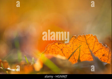 Ein tot braune Blatt ist durch die helle Morgensonne hinterleuchtete. Stockfoto