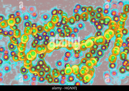 STREPTOCOCCUS PYOGENES Stockfoto