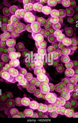 STREPTOCOCCUS PYOGENES Stockfoto