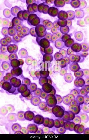 STREPTOCOCCUS PYOGENES Stockfoto