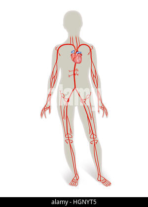 DURCHBLUTUNG, ILLUSTRATION Stockfoto