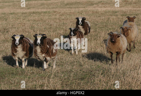 Eine laufende Herde seltene Rasse Jacob und Manx Loaghtan Schafe. Stockfoto