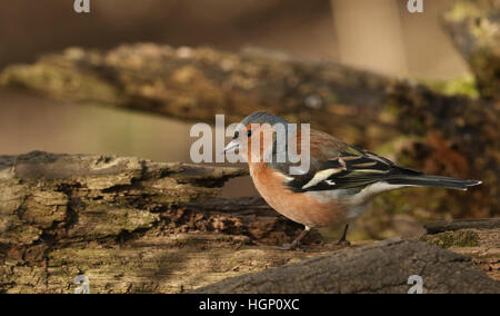 Einen männlichen Buchfinken (Fringilla Coelebs) thront auf einem alten Log auf der Suche nach Nahrung. Stockfoto