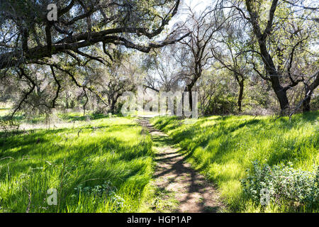 Weg durch den grünen Wald Stockfoto