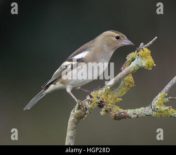 Weibliche Buchfink, Fringilla Coelebs, auf einem Ast Flechten bedeckt Stockfoto