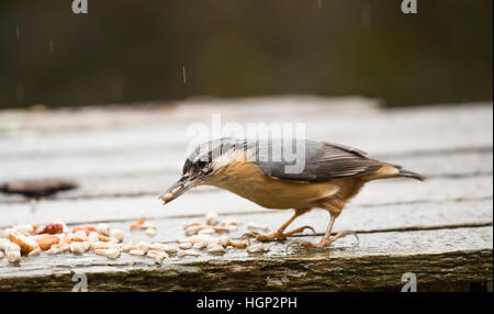 Kleiber Essen in Rechnung im Regen Stockfoto