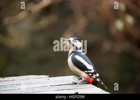 Buntspecht-Männchen thront auf Tisch Stockfoto
