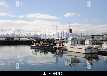 Whale watching Start Tour im Hafen von Husavik, Island Stockfoto