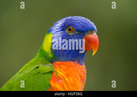 Regenbogen Lorikeet Trichoglossus Moluccanus Atherton Tablelands Queensland, Australien BI030873 Stockfoto