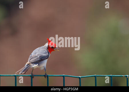 Rot-crested Kardinal (Paroaria Coronata) sitzt auf einem Zaun am Kilauea Point, dem nördlichsten Punkt von Kauai, Hawaii, USA. Stockfoto