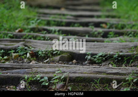 Holzstufen auf Schmutz und Felsen mit grünem Rasen und Moos wachsen konzentriert in-between - Vordergrund, unscharfen Hintergrund Stockfoto